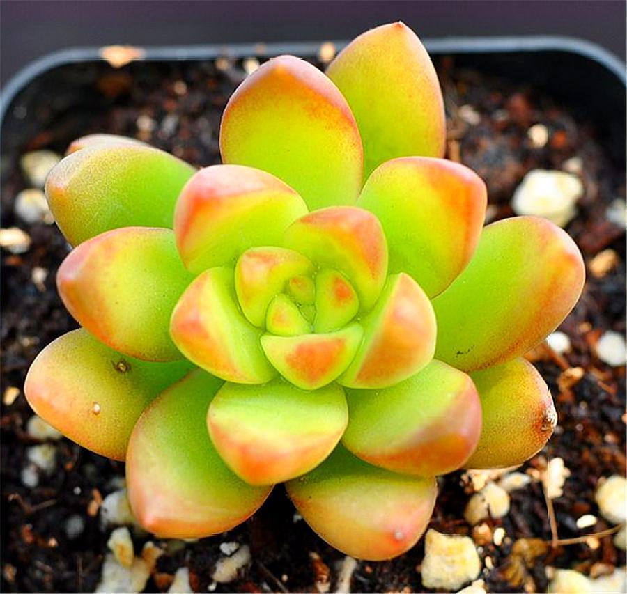 多肉黄丽的养殖方法和技巧视频,多肉黄丽的养殖方法和技巧