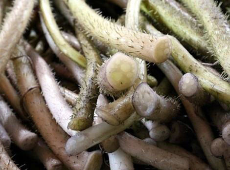 《说文解字》第72课：古文字里的“扫帚菜”？