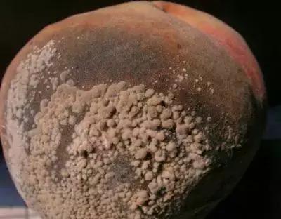 桃树病虫害防治与用药,桃树病虫害防治全年用药