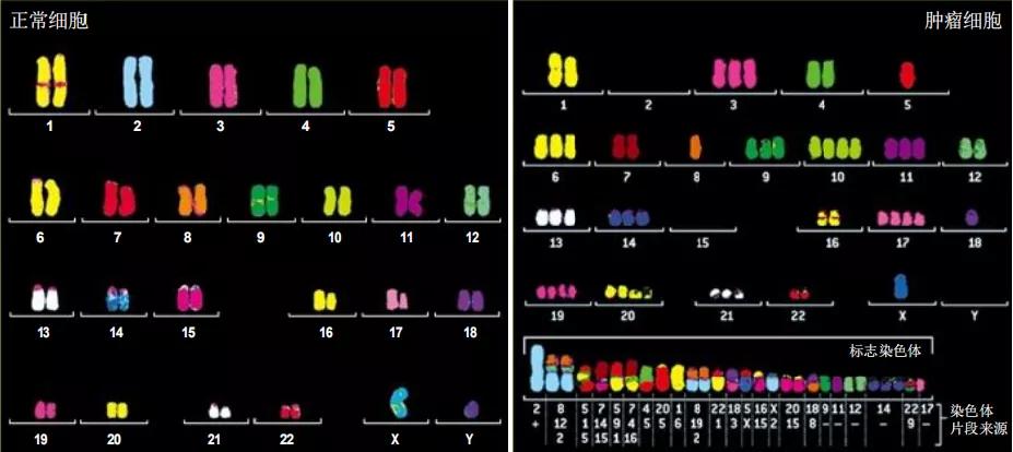 驱动基因阳性iii期肺癌治疗指南,基因检测阳性靶向治疗