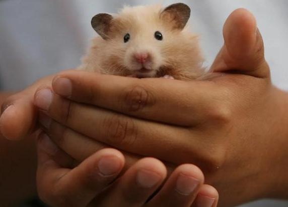 养仓鼠需要注意的几件事,养仓鼠新手要注意哪些事项