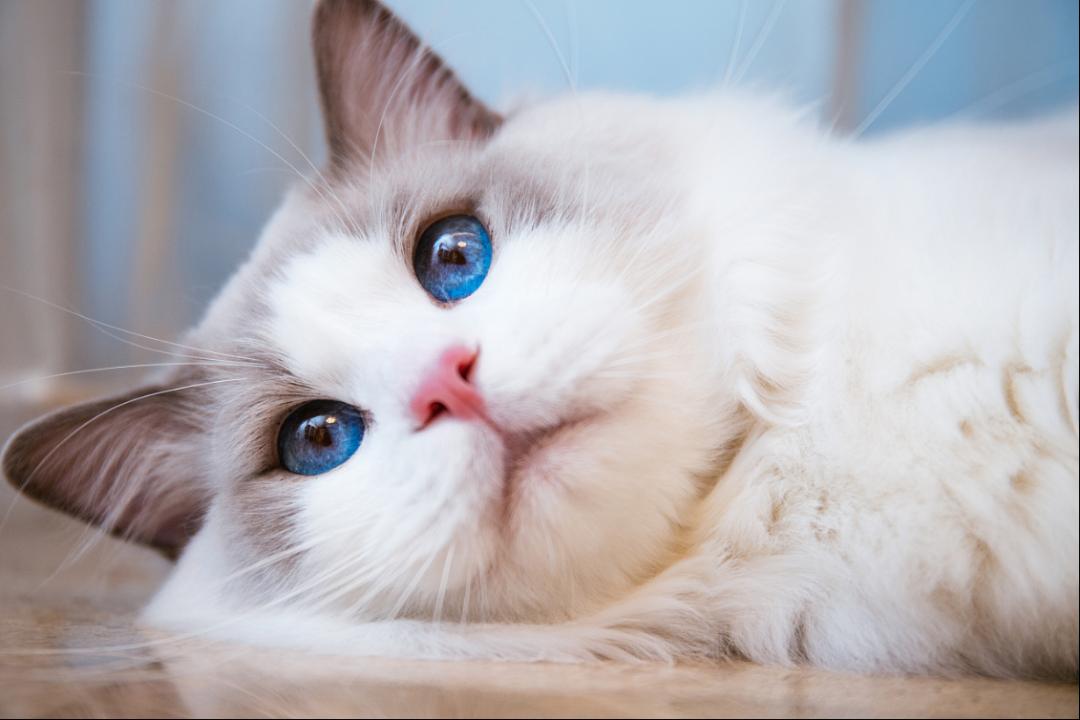 母猫乳头隆起是不是怀孕了,母猫乳头有奶水是怀孕吗