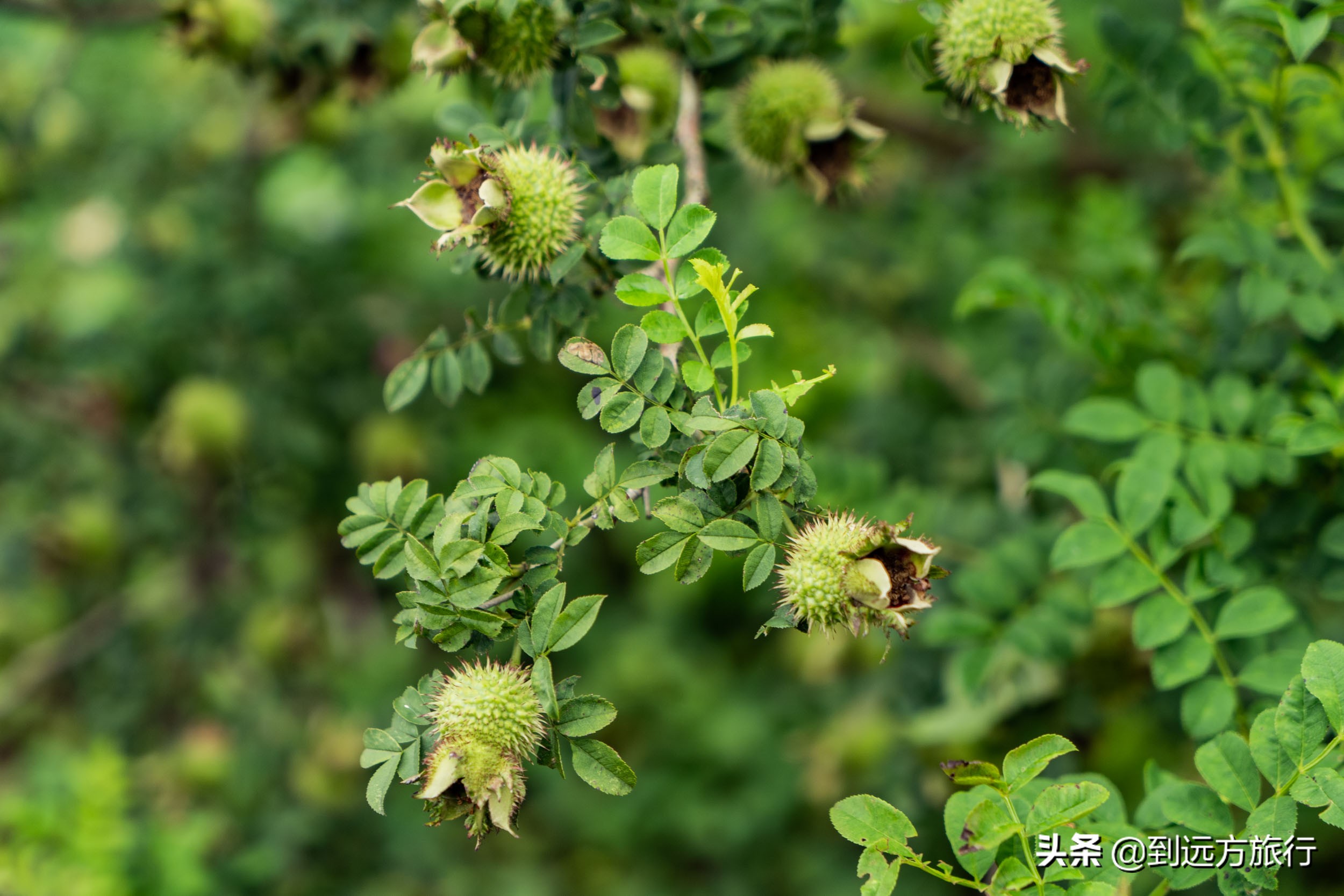 贵州的“香格里拉”，满山都是“黄金果”，不收门票免费玩