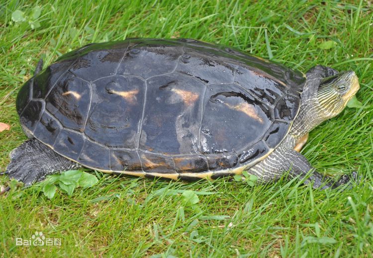 宠物小龟饲养方法大全图解,宠物龟忍者怎样饲养
