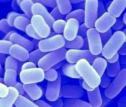 为什么乳酸菌对我们的健康很重要,乳酸菌对身体有哪些好处