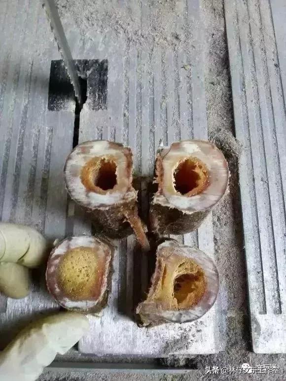 鹿骨手串制作过程,马骨手串做法