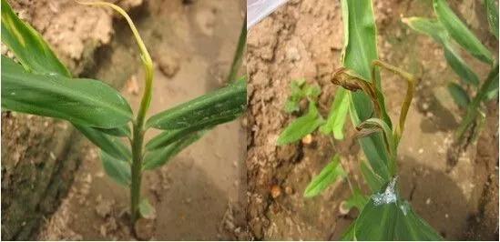 作物缺素口诀,作物营养缺素诊断与科学施肥