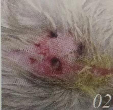 猫咪意外急救法,猫咪尾巴受伤怎么处理伤口