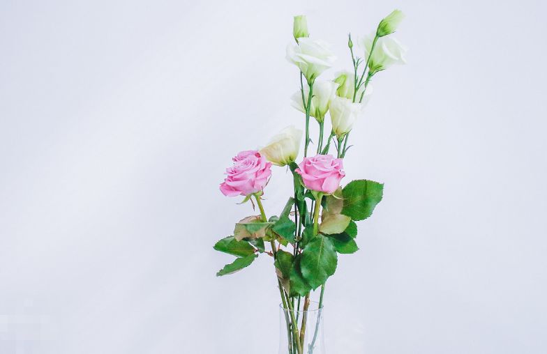 50种鲜切花花语,每个花艺师都要知道