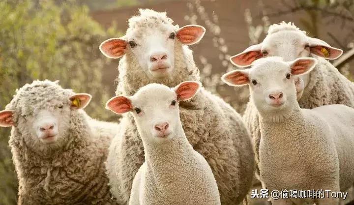 星巴克会员半价券最多买几杯,星巴克新会员19.9优惠