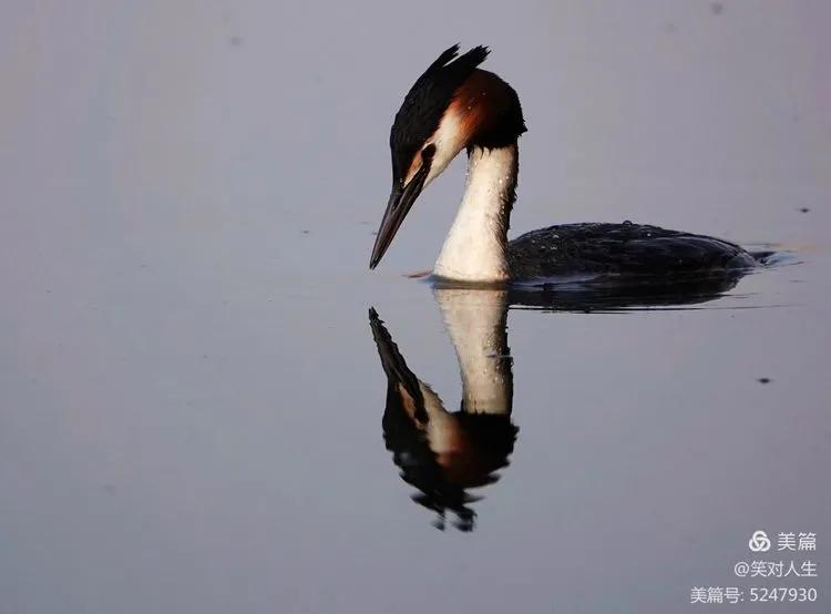 凤头鸊鷉粤语,斑头雁飞得最高的鸟
