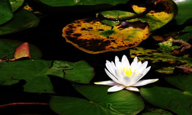 三句与荷花有关的诗句,关于荷花的优美诗句古诗