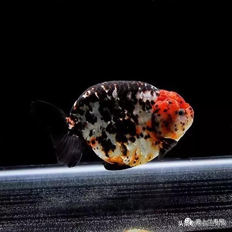 兰寿金鱼鲨鱼鳍品种图片大全,金鱼泰狮与兰寿是一个品种吗