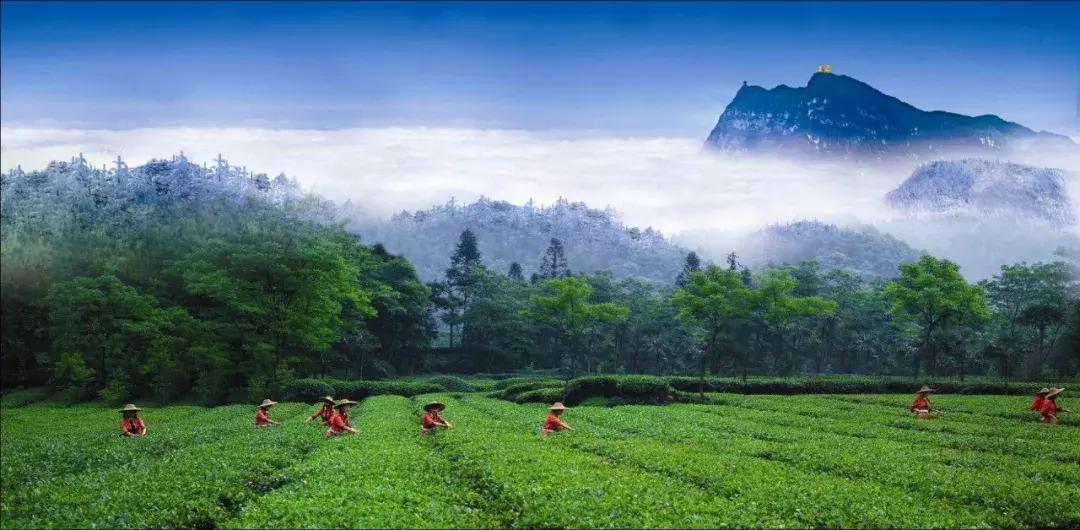 第8届四川国际茶业博览会,四川茶博会在哪里举办