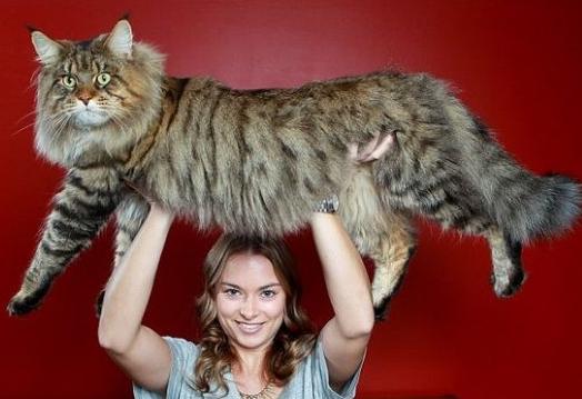 温柔的缅因猫巨人,神仙颜值般的猫咪缅因猫