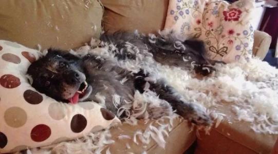 一分钟教狗狗听话,30秒教会狗狗关门