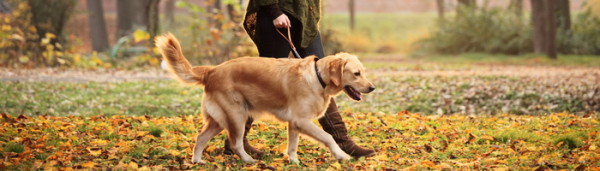 成年狗狗搬新家乱撒尿怎么处理,狗狗拆家最快解决方法