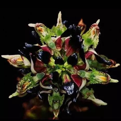 奇花异草大全罕见图文,极其罕见的奇花异草