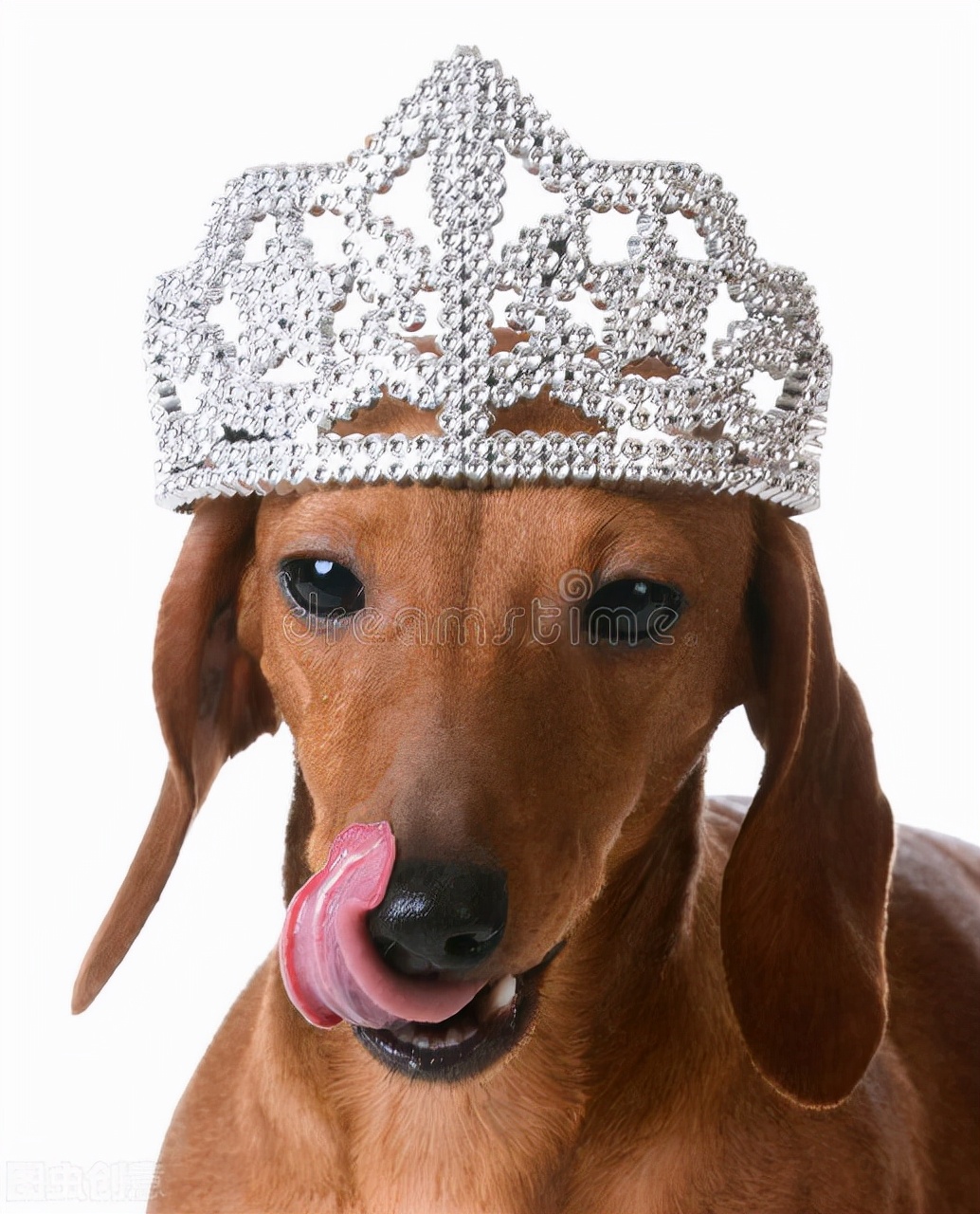 怎么帮狗狗刷牙,怎样正确给狗狗刷牙