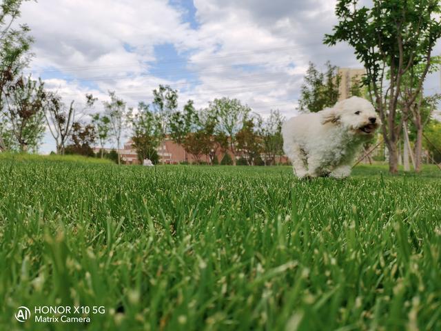 荣耀热门五款机型拍照对比：分别是Play4T/X10/30S/30/30Pro