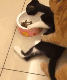 拔河比赛搞笑视频开心一刻,拔河搞笑动图