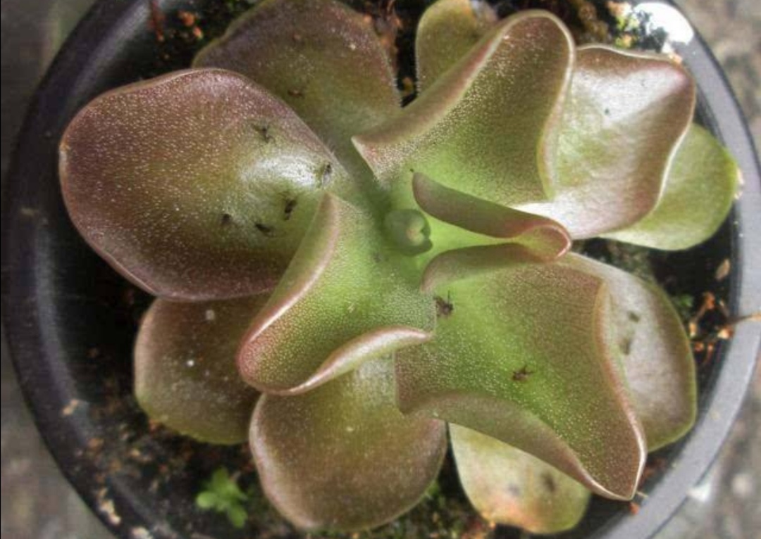 怎么预防花卉生虫,花卉里的虫子怎么治理最好