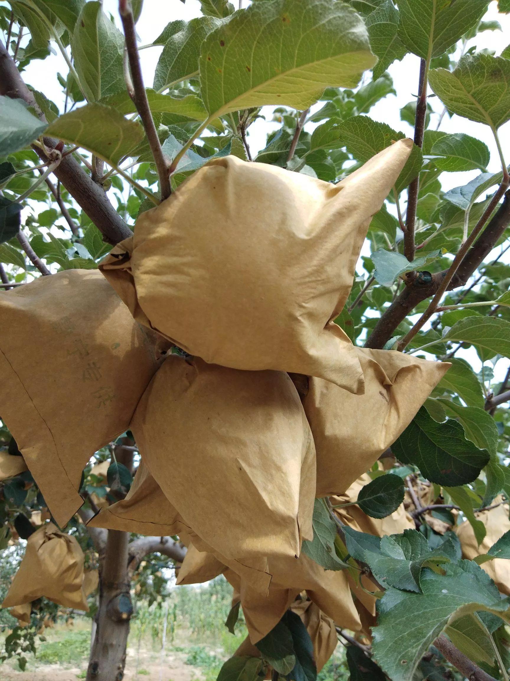 高山脆甜富士,美味富士品种介绍