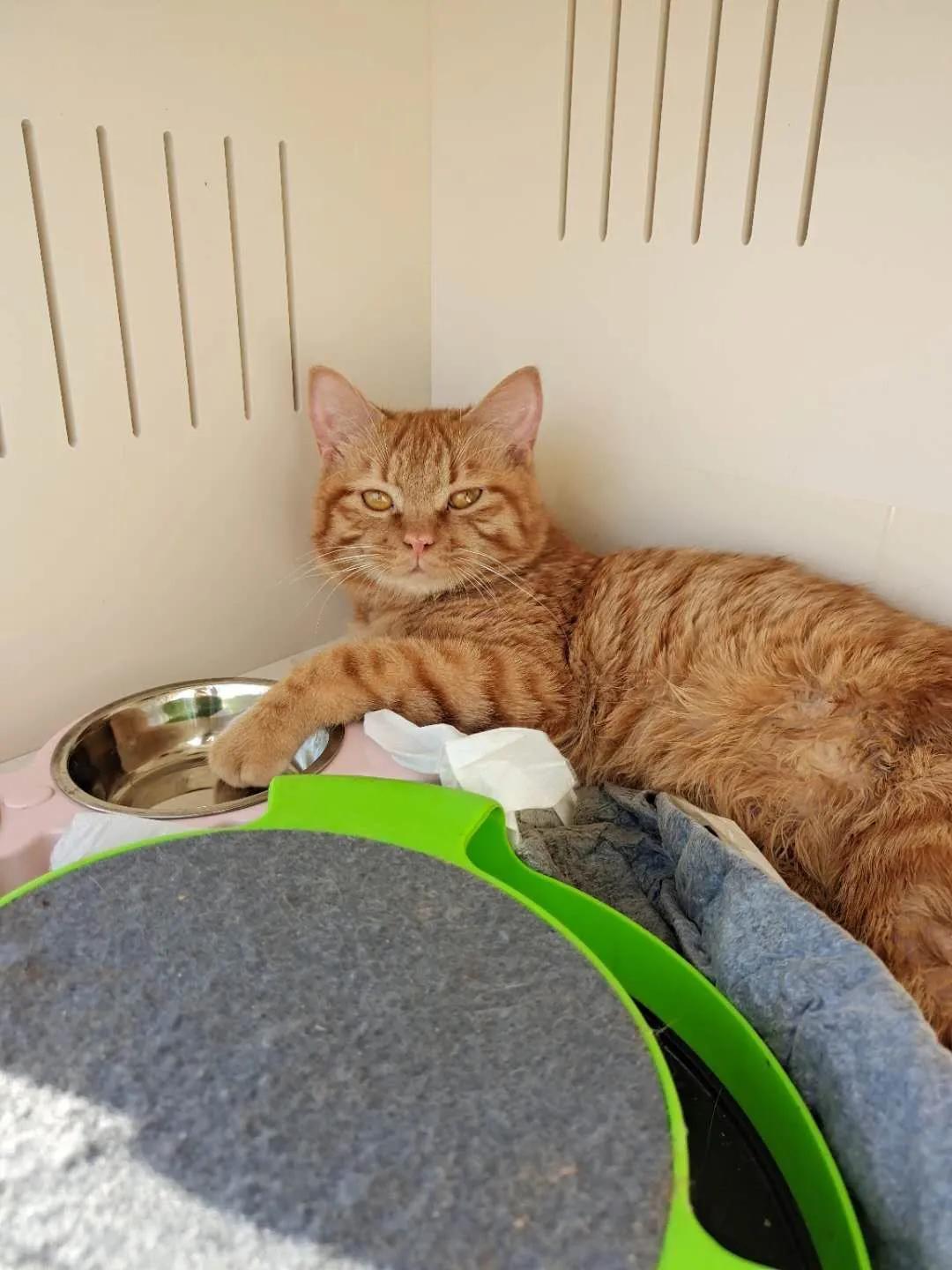 瘫痪猫怎么养,瘫痪的猫怎么喂水