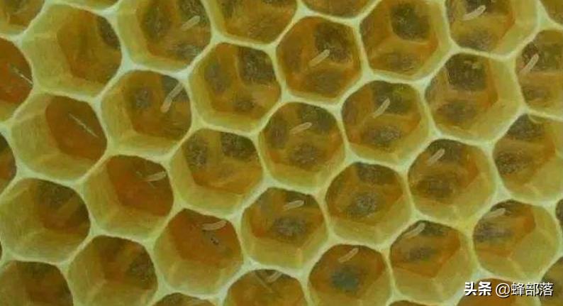 新蜂王产卵效果怎么样,新蜂王产卵会不会多卵