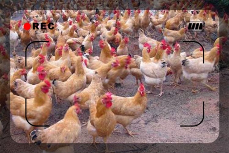 农村目前养殖什么比较挣钱,农村空房养殖什么挣钱