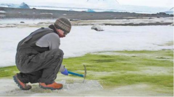 南极冰川的现状最新,科学家发现珠穆朗玛峰变绿了