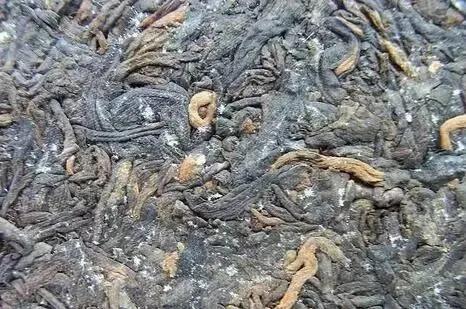 如何区别发霉茶毫与白霜,发霉茶和白霜茶区别是什么