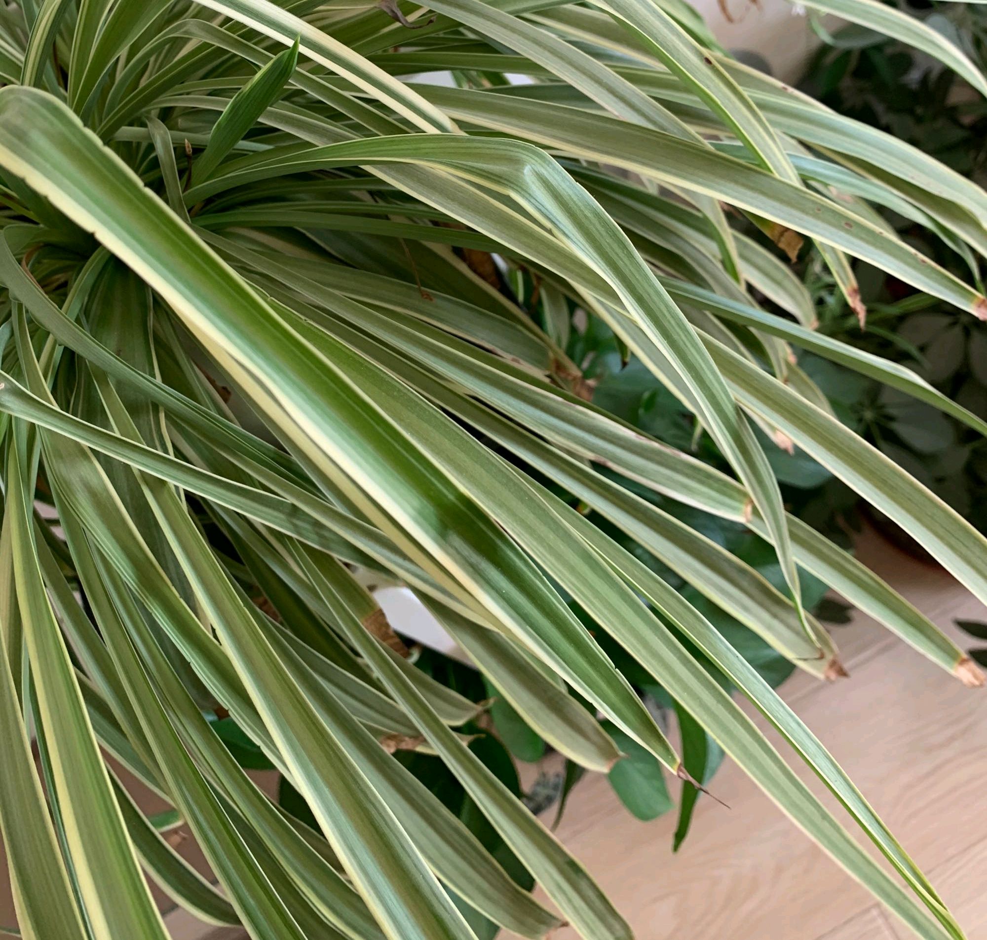 吊兰爆满以后怎么分盆,吊兰干尖的原因和养殖方法