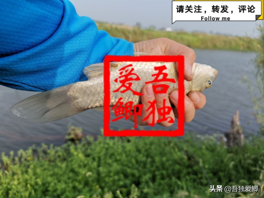 为什么大板鲫吃口很轻,大板鲫一般多少度吃口