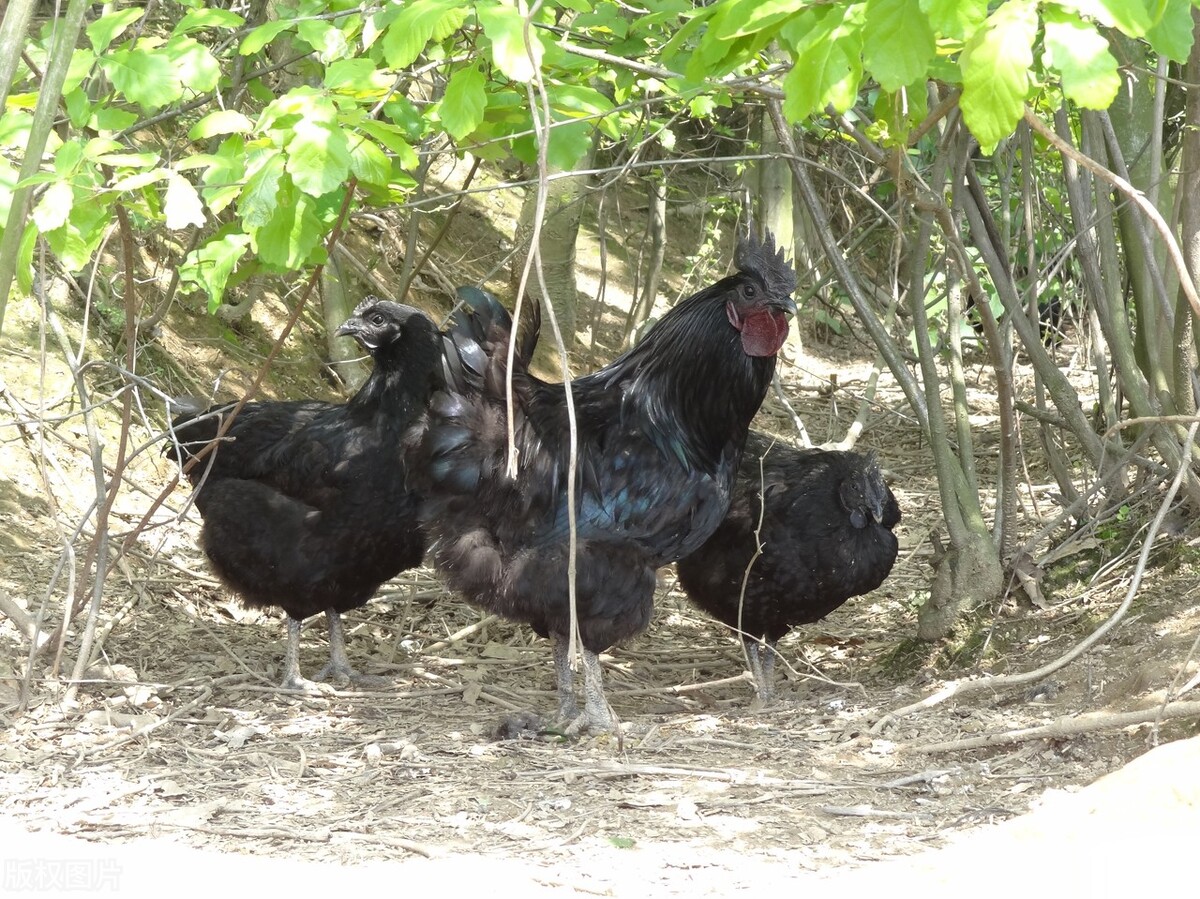 农村小伙养6000只鸡,养一万只黑鸡一年利润