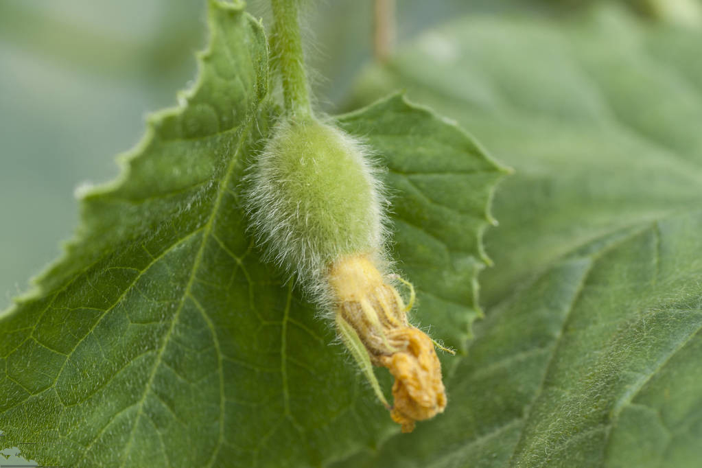 甜瓜种植技术｜甜瓜育苗的播种技术与苗床管理技术要点