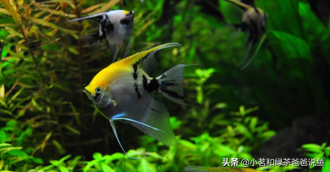 观赏鱼种鱼挑选,鱼种类科普观赏鱼