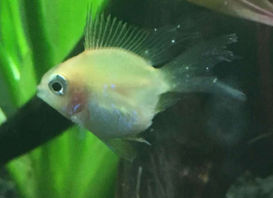 菠萝鱼有白点病怎么办,小菠萝得了什么病还能活多久