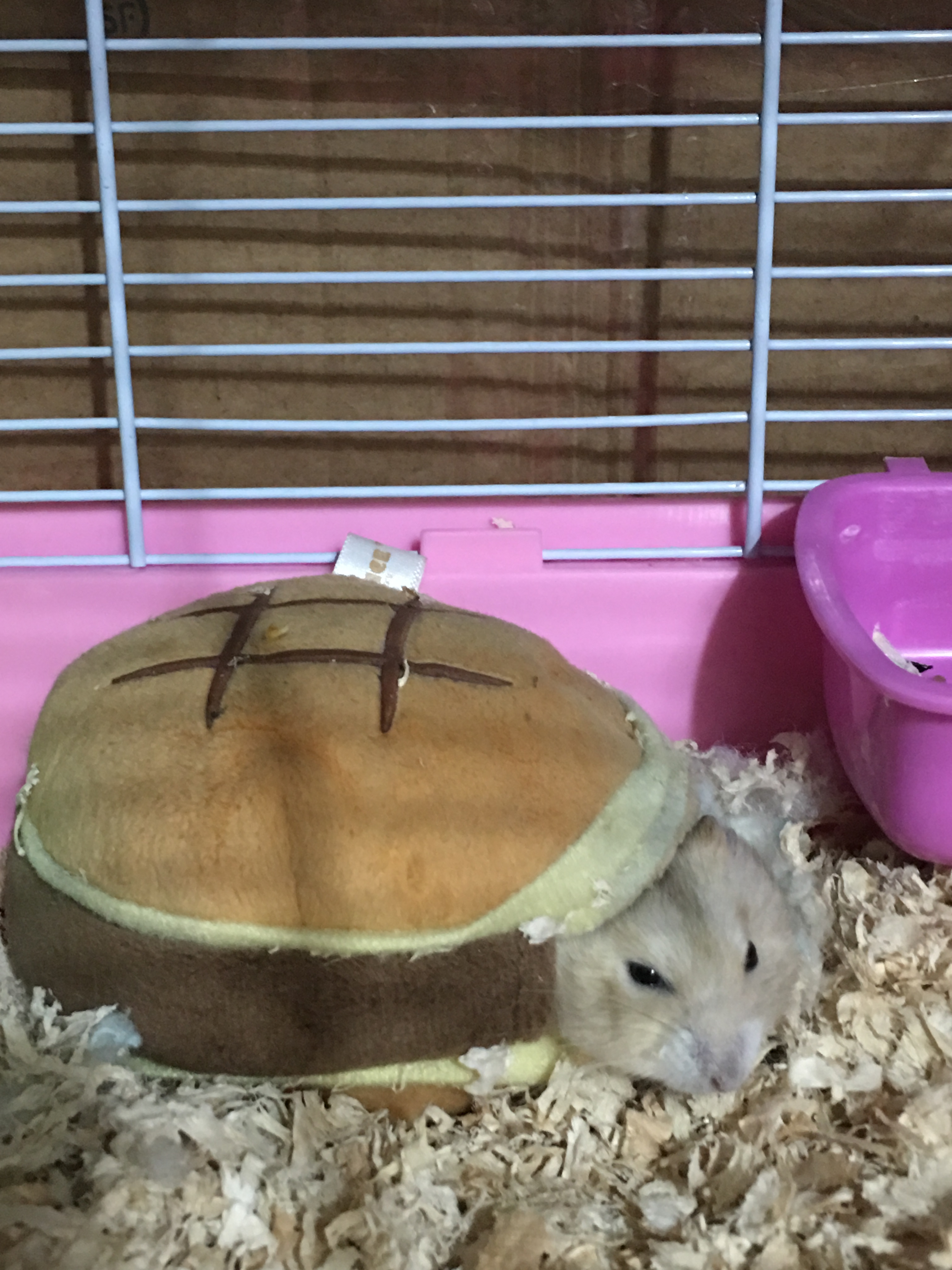 小仓鼠怕怪物,仓鼠怕什么音乐