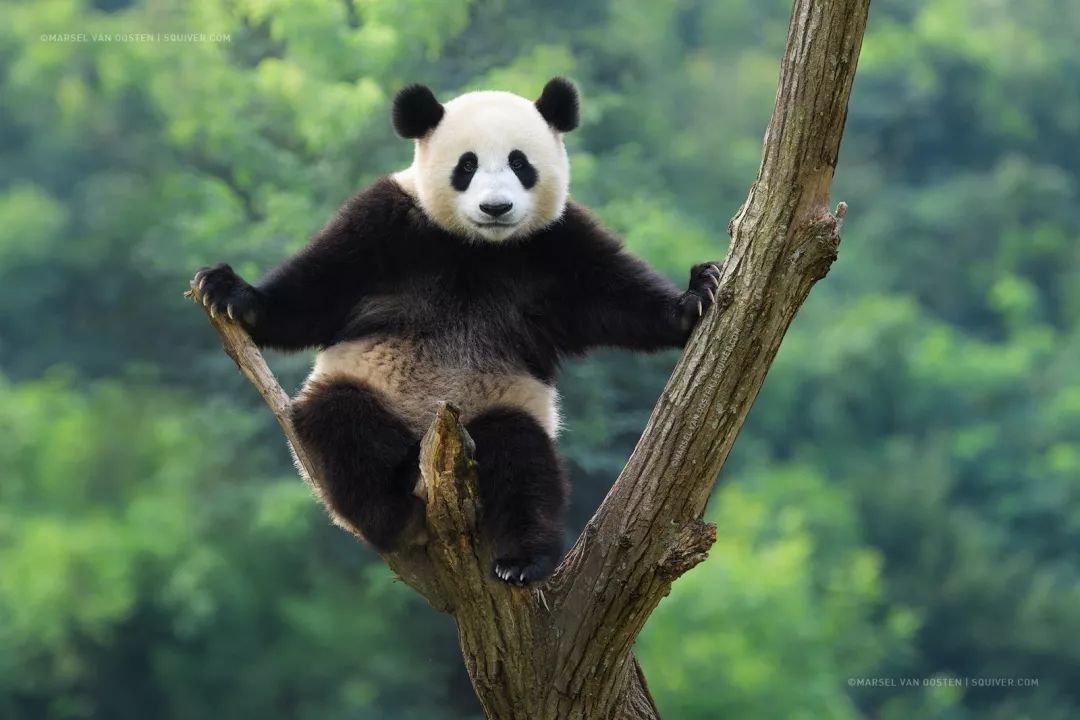 影响大熊猫生存的自然条件,大熊猫在野外怎么过冬