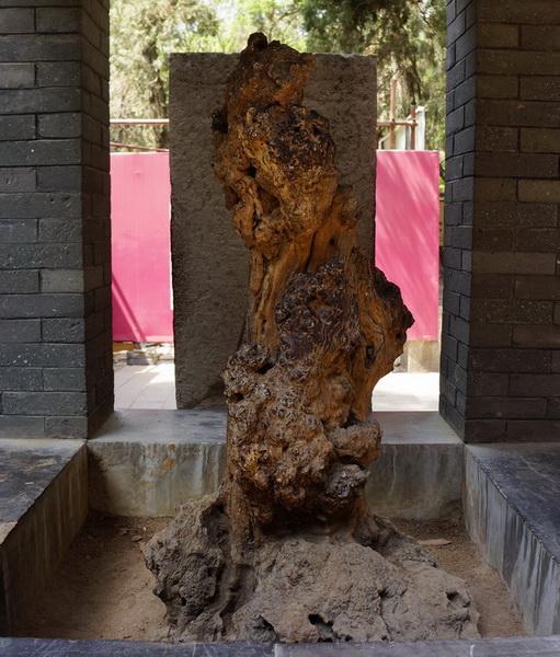 孔林是最大的氏族墓地吗,孔林各个时代的墓葬