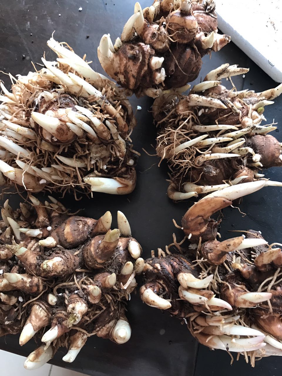 重楼七叶一枝花种植视频,七叶一枝花重楼的作用价值