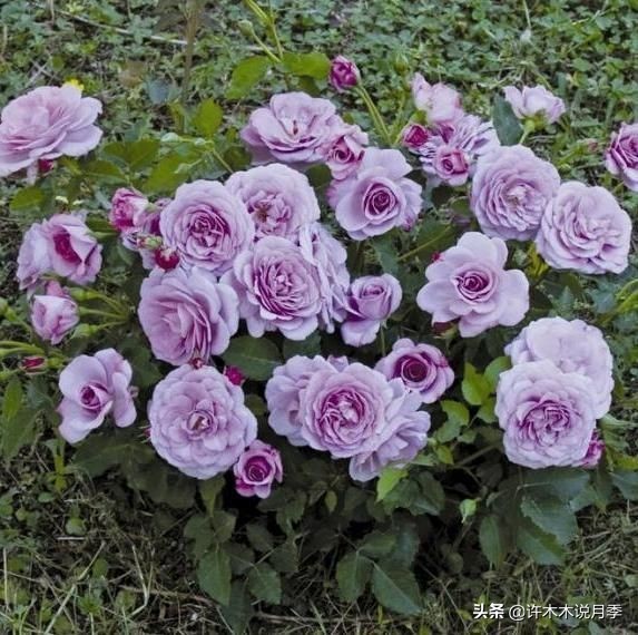 30种黄色月季,10种超美的蓝色月季