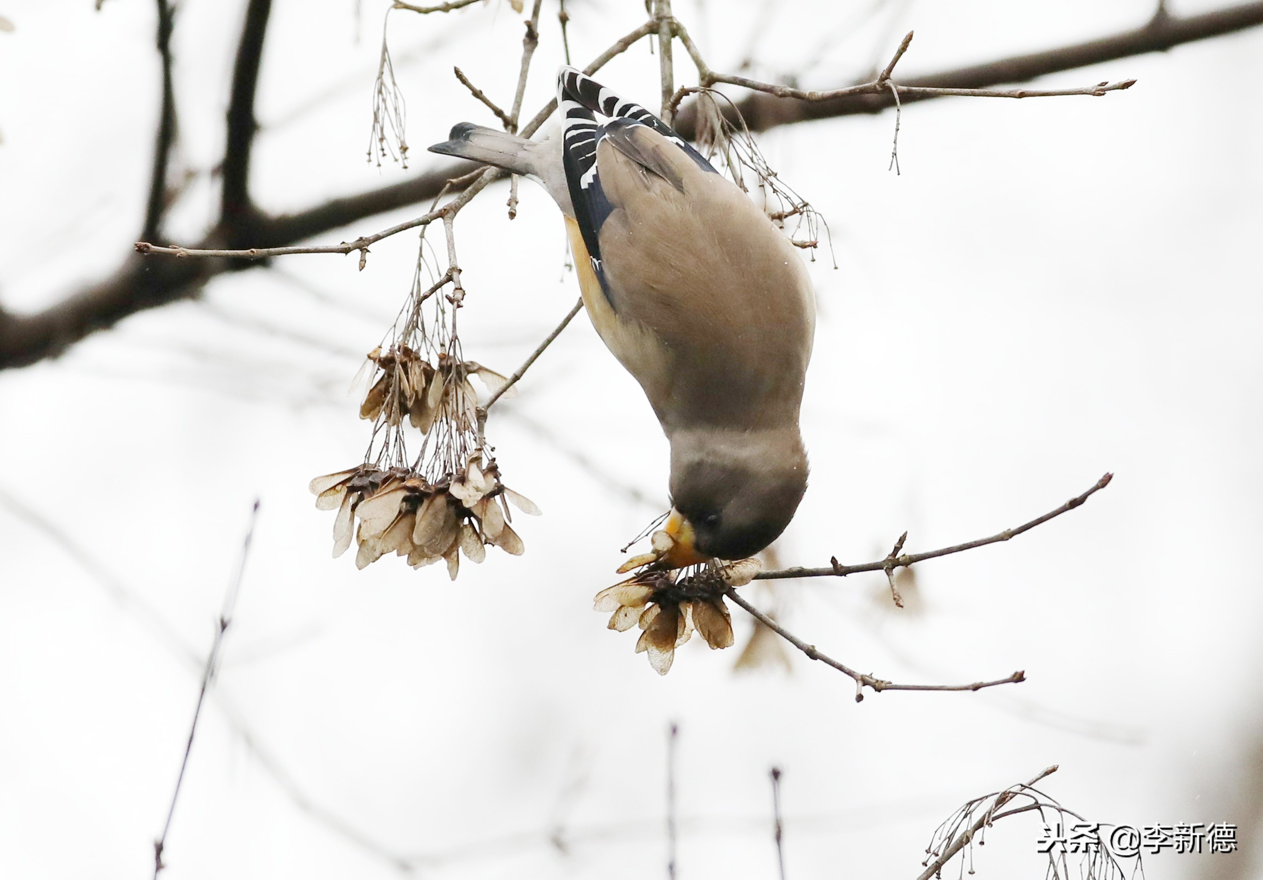 合肥望江西路蜀峰湾,合肥蜀峰湾有什么鸟