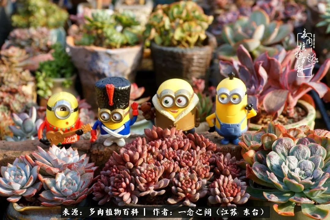 对多肉植物的爱心寄语,赏兰花感言