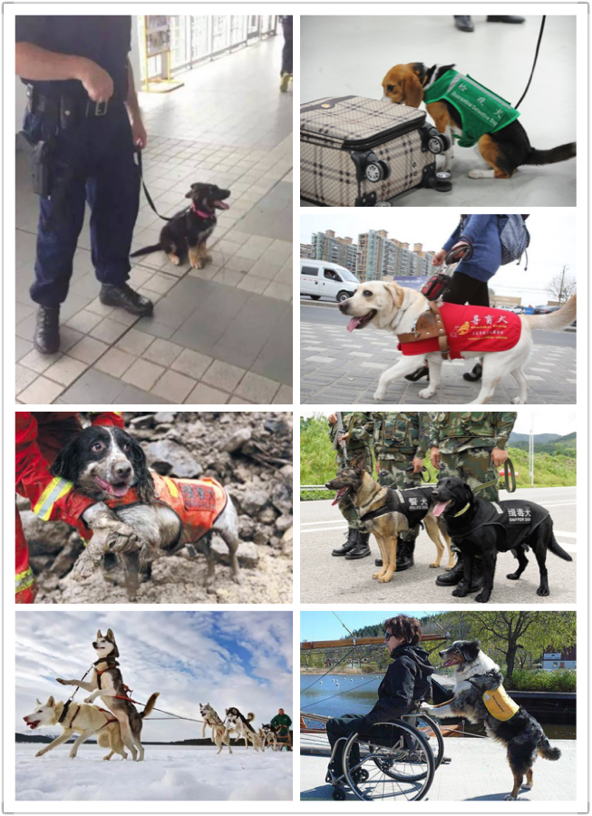 河南一男子开车用毒针射杀狗，村民吓得不敢动！毒狗针有多危险？