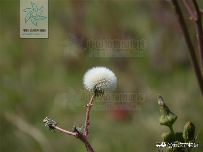 蒲公英泡水喝的利与弊你了解多少,关于蒲公英的知识科普