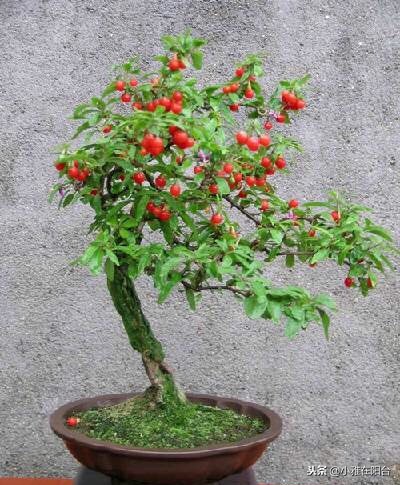 好养能结果的小盆栽,适合从种子开始养的盆栽