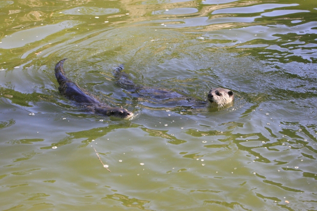 小爪水獭动物园,唐朝动物园小水獭
