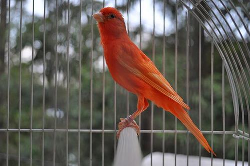 家养的鸟放生还能继续活下去吗,笼养鹦鹉放生能存活吗